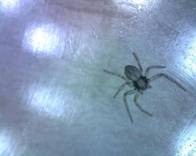 Eine unbekannte Spinnenart, wer sie wei&szlig;, bitte in die Kommentare schreiben!!!